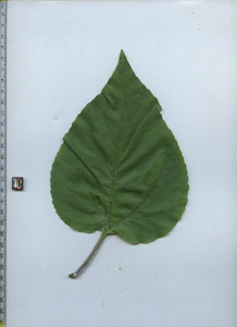 leaftop