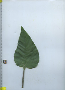 leaftop