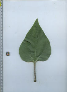 leaftop