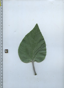 leaftop