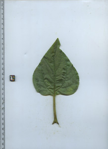 leaftop