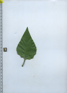leaftop