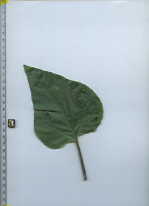 leaftop