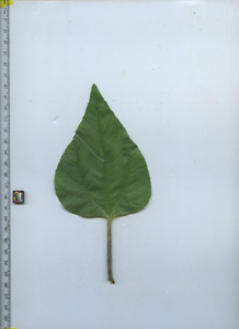 leaftop