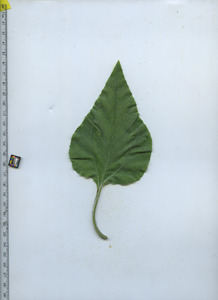 leaftop