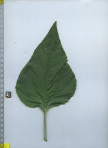 leaftop