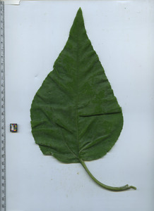 leaftop