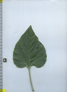 leaftop