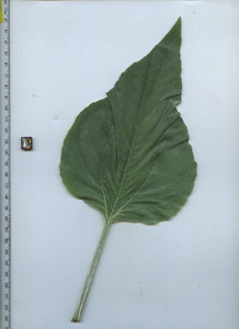 leaftop