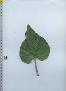 leaftop