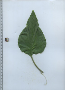 leaftop