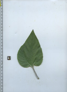 leaftop