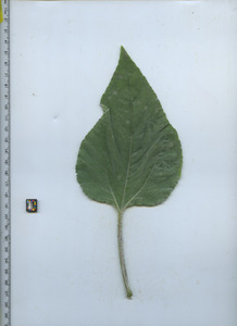 leaftop