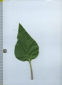 leaftop