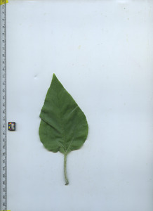 leaftop