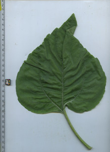 leaftop