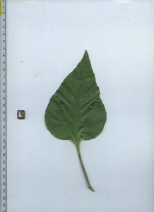 leaftop