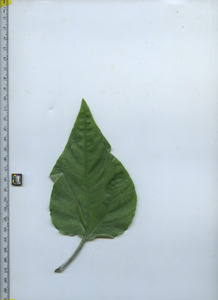 leaftop