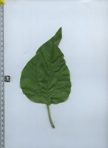 leaftop