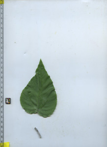 leaftop