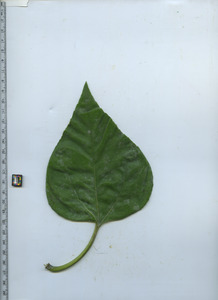 leaftop