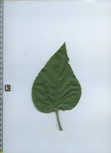 leaftop