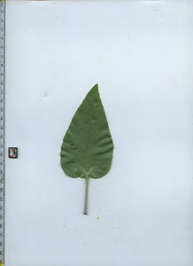 leaftop