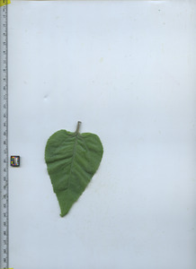 leaftop