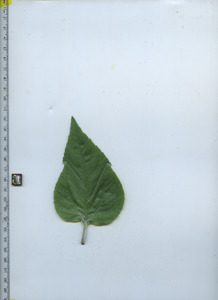 leaftop