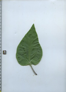 leaftop