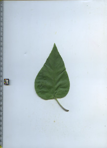 leaftop