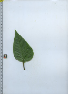 leaftop