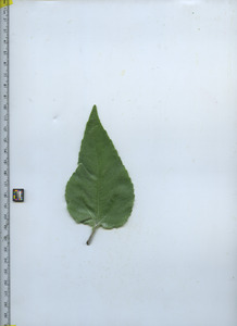 leaftop