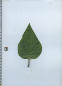 leaftop