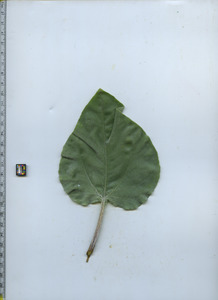 leaftop