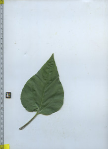 leaftop