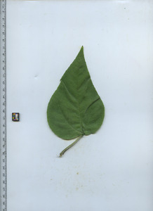 leaftop