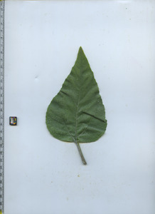 leaftop