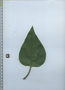 leaftop