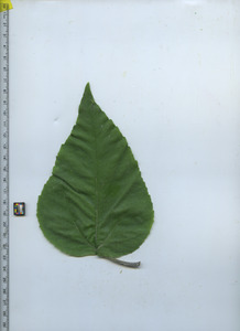 leaftop