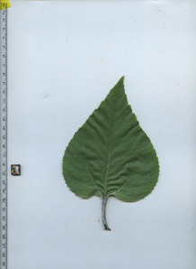 leaftop