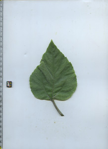leaftop