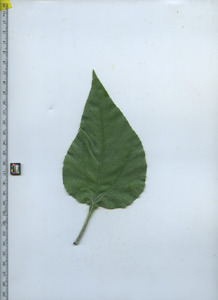 leaftop