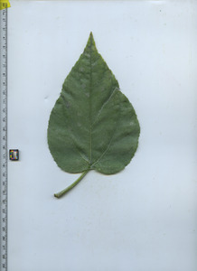 leaftop