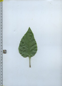 leaftop