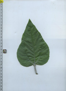 leaftop