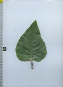 leaftop