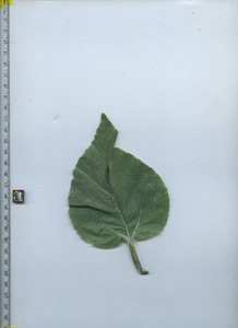 leaftop