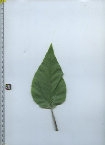 leaftop