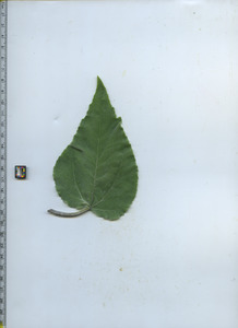 leaftop